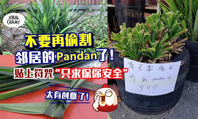 【Pandan叶是无辜的!】自家Pandan叶一直被偷割, 大马强人「盆栽贴上符咒」笑死网友😆