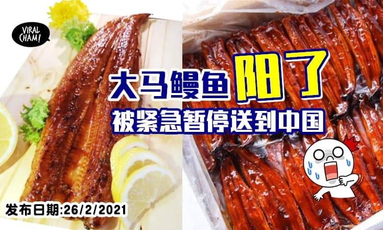 【源头不明😱】大马鳗鱼被Check到有冠病病毒⚡中国紧急喊暂停进口一周！