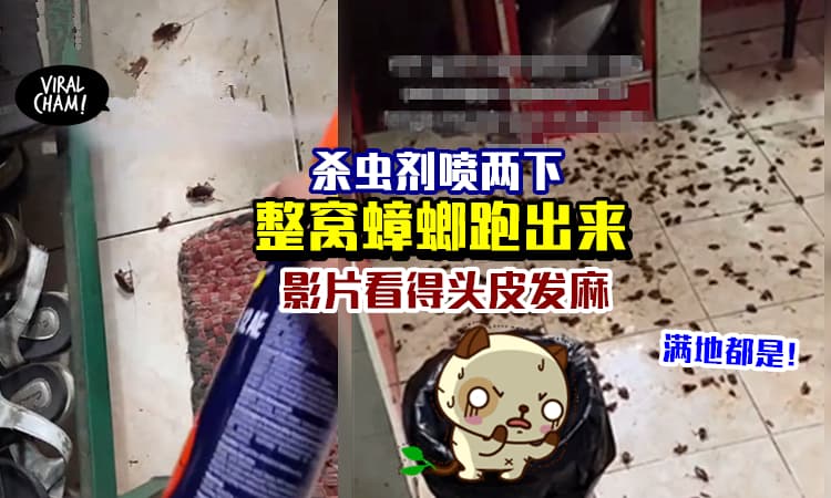 【什么杀虫剂那么Geng!?】对着厨房喷两下「几百只蟑螂跑出来」还有几只在飞😱 (内有影片)