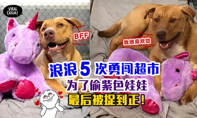 【偷了5次终于被抓！】浪浪闯SuperMarket偷娃娃！官员这样做超暖心～