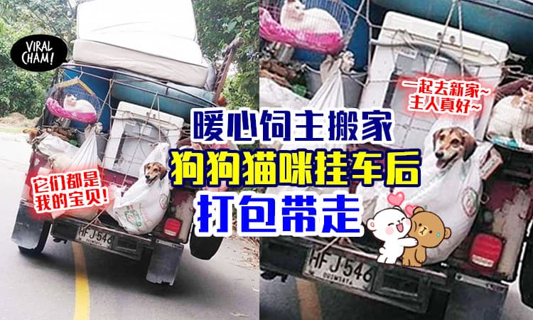 【好有爱的画面❤】主人搬家不忘宠物，把狗狗和猫咪挂车后「打包带走」😍