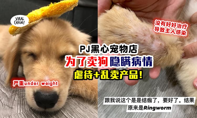 【PJ黑心宠物店！】隐瞒狗狗的病情『带回家才发现超多手尾』⚡ 还虐待狗、乱卖产品！