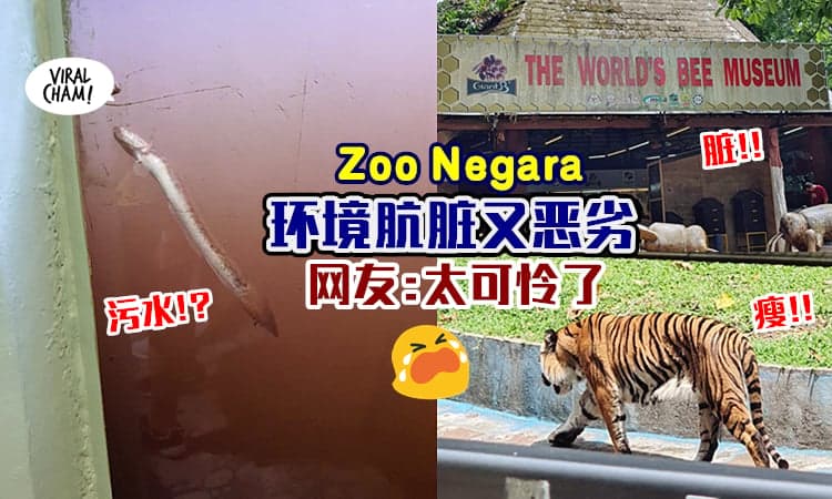 【网友爆Zoo Negara现况💥】国家动物园环境恶劣, 老虎超瘦弱! 让他直呼: 太可怕了!
