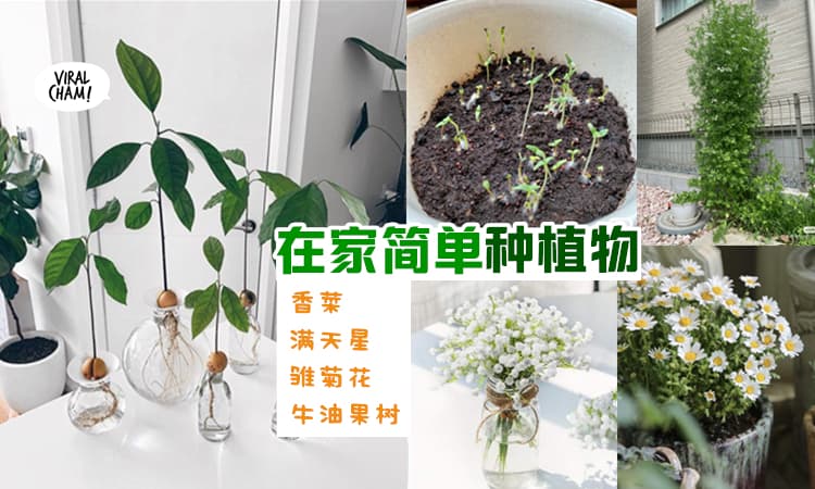 【在家简单种植！】手把手教你DIY种『香菜、满天星、雏菊花、牛油果树』🌼🌱 啊～漂亮！