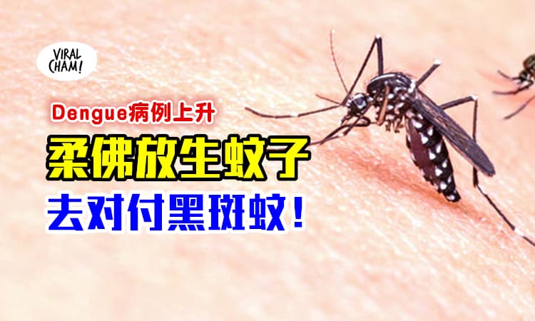 【以恶制恶！】为了减少骨痛热症病例 ⚡ Johor放出更多蚊子, 控制黑斑蚊！