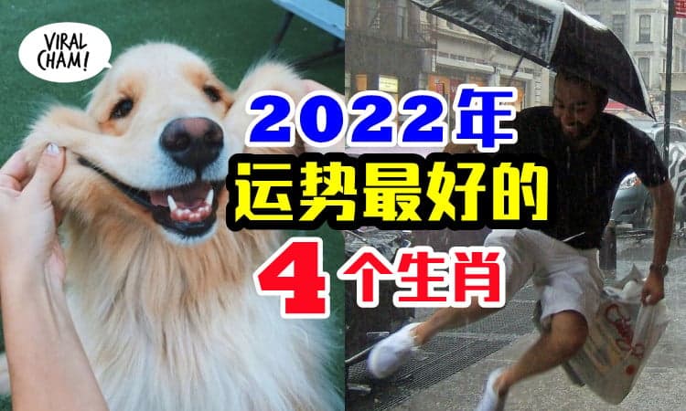 【2022年最好运生肖】4生肖从年头旺到年尾，事业爱情两得意！