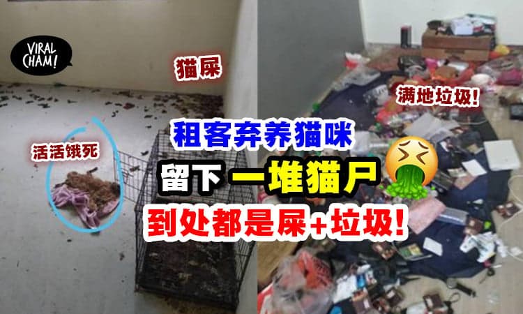 【大马地狱租客🤮】房客搬走弃养猫咪⚡ 房东收屋惊现「一堆猫尸」还散发恶臭味！