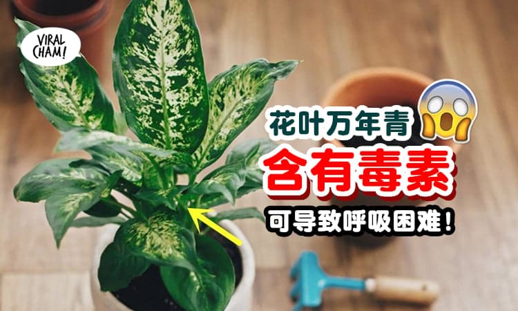 【家里有种花草的人注意❗】大马卫生部提醒『花叶万年青含有毒素🌱』要小心看管孩子！