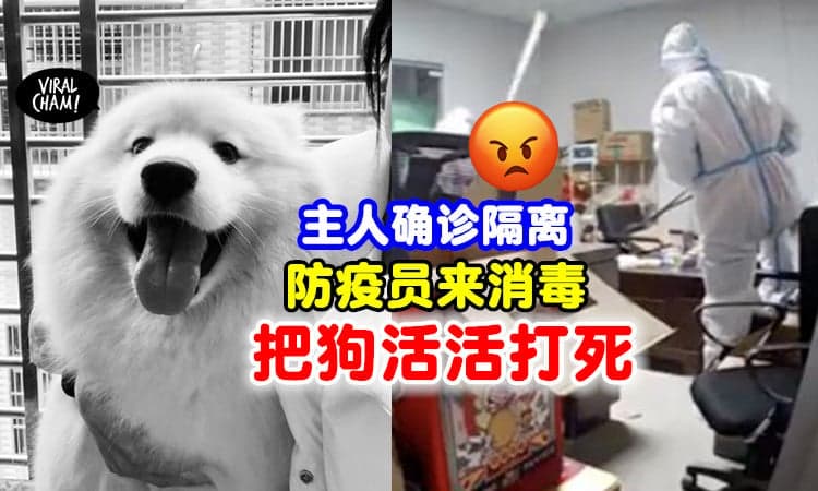 【还把CCTV拆掉❗】主人确诊隔离不在家⚡ 防疫员竟把宠物狗活活打死！