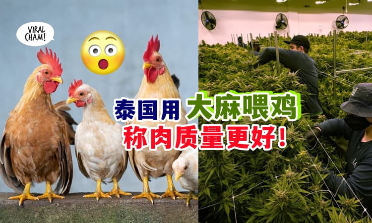 【这样会更好吃❓】泰国用『大麻喂鸡』🌿 称能提高鸡肉&鸡蛋的质量❗