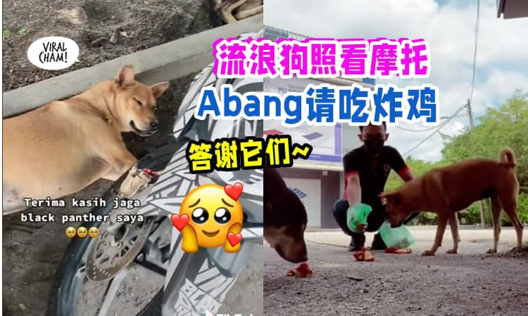 【好有爱~❤️】流浪狗狗帮忙顾Motor『Abang请吃炸鸡』感谢它们 😍 (内有影片)