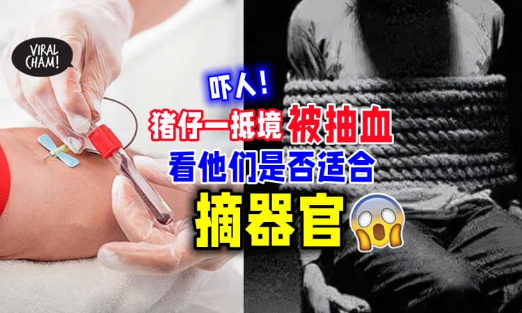 【越来越可怕‼】猪仔一抵境当场被抽血🩸 只为评估「是否适合摘器官」😱