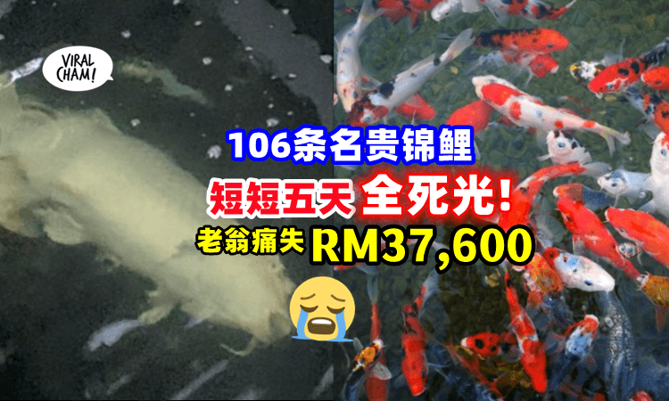 【损失惨重⚡️】老翁刚养「106条锦鲤全死光」😱抓到真凶时直呼：不想养鱼了‼️