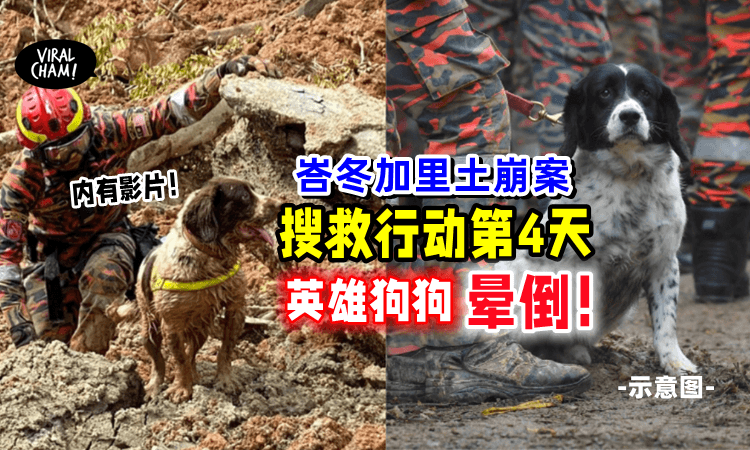 【峇冬加里土崩案⚡️】连续4日搜救「因过度疲劳😱」“英雄犬”晕倒了❗️（内有影片）