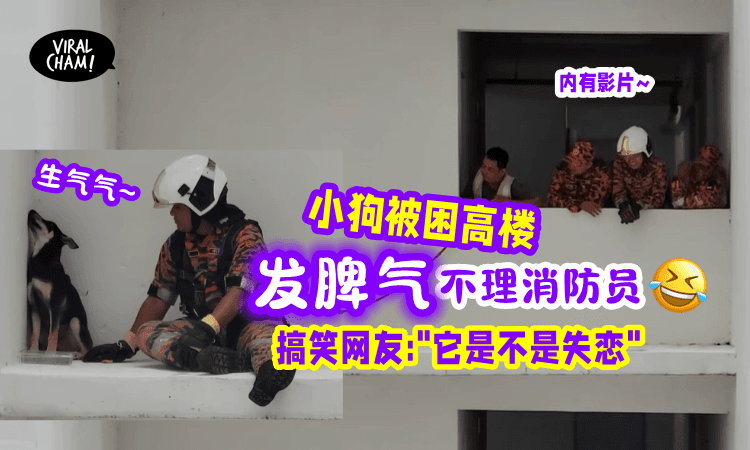 【内有影片😆】小狗被困高楼「消防员甜蜜营救」它却闹别扭抬高头不看Abang🤣
