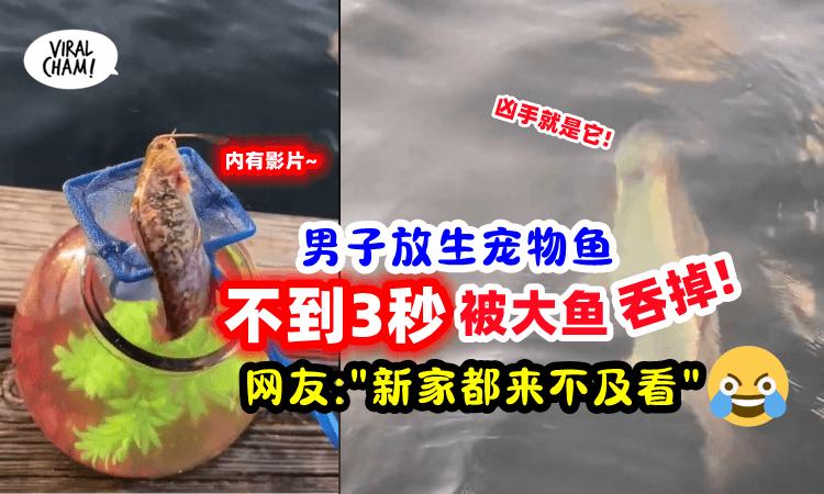【放生变杀生😅】男子帮宠物鱼换新环境⚡刚放进去「下一秒被大鱼吃掉」（内有影片）