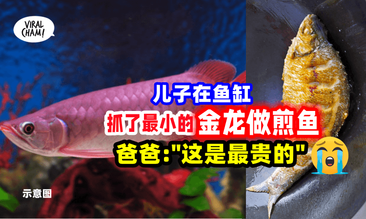 【崩溃了😵】男子价值「1500万金龙鱼」不见了⚡却见儿子们端出一道煎鱼😅