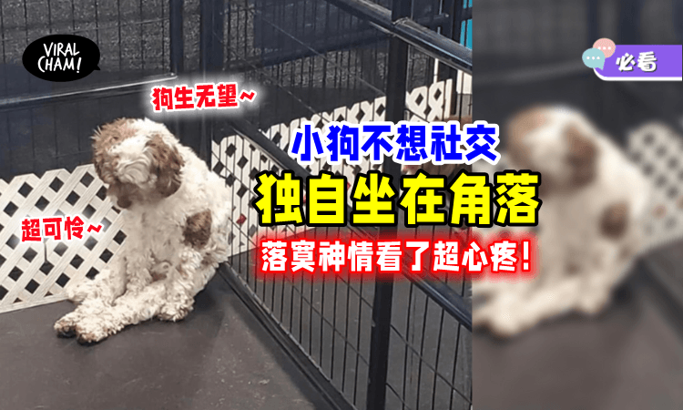 【只想宅在家❗️ 】狗狗在Daycare「失魂坐在角落」可怜模样令网民超不舍🥺