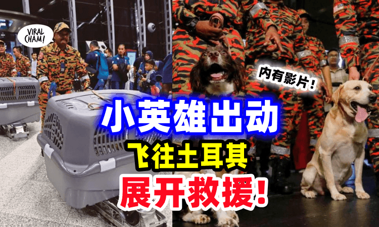 【内有影片🎥】英雄犬出动「飞土耳其」加入救援🐕‍🦺曾参与过Batang Kali土崩行动🔥