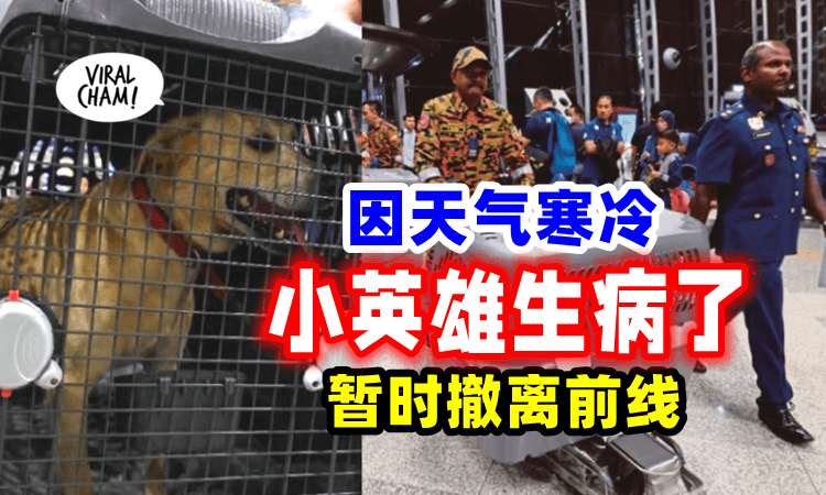 【生病了❗】英雄犬和4名搜救队员「暂时撤离前线」 队长: 天气太冷了😔