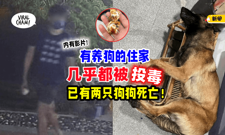 【内有影片🎥】不明男子喂家狗吃「有毒包子☠️」主人: 爱犬口吐白沫痛苦死亡！