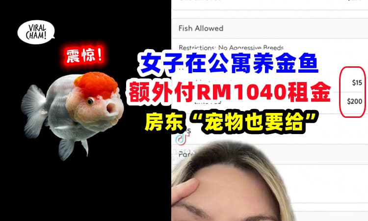 【只要是活着的都要收钱⚡】女子在Condo养了一条金鱼 🐟 房东: 宠物也要收租金😱