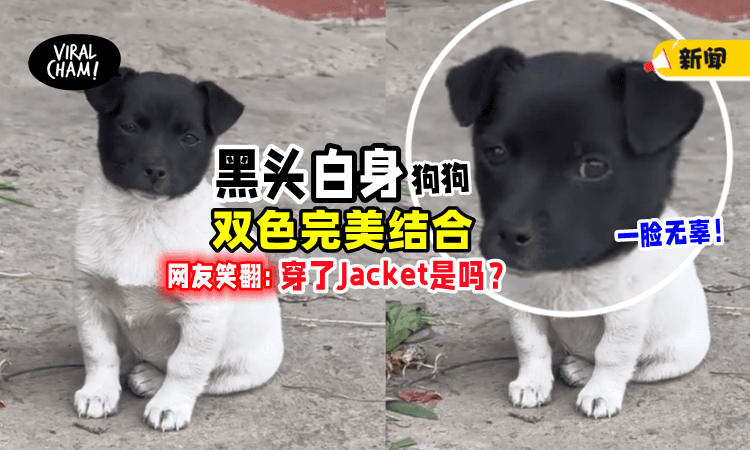 【太可爱了吧😆】狗狗「黑头白身」完美结合⚡网民爆笑：做坏事不用戴头套了！