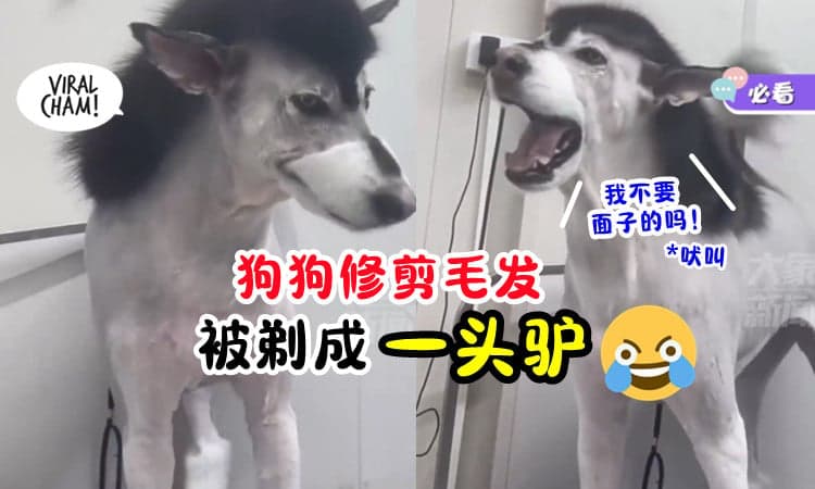 【心疼又好笑🤣】主人带爱犬修剪狗毛「竟惨变“一头驴”」它气得又吠又叫❗