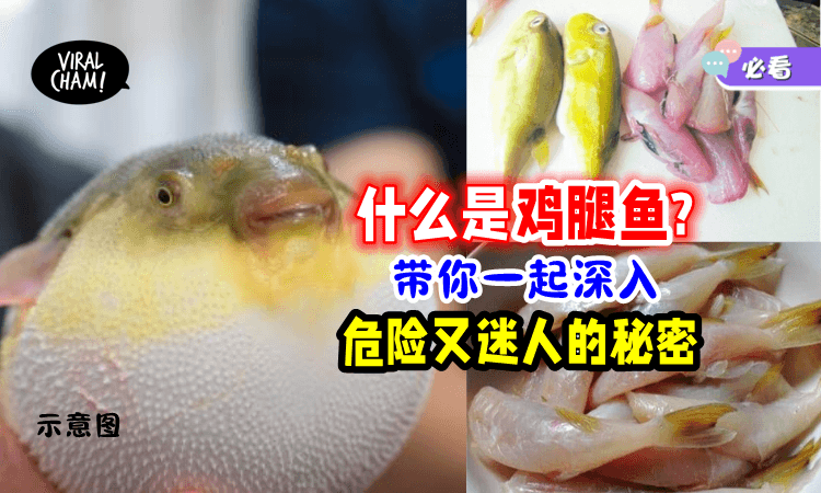 【吃了恐中毒甚至丧命⁉️】带你一起了解「什么是鸡腿鱼🐟」