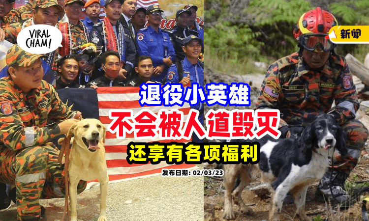 【回应流言⚡】退役搜救犬「将被人道毁灭❓」副部长澄清: 不会！