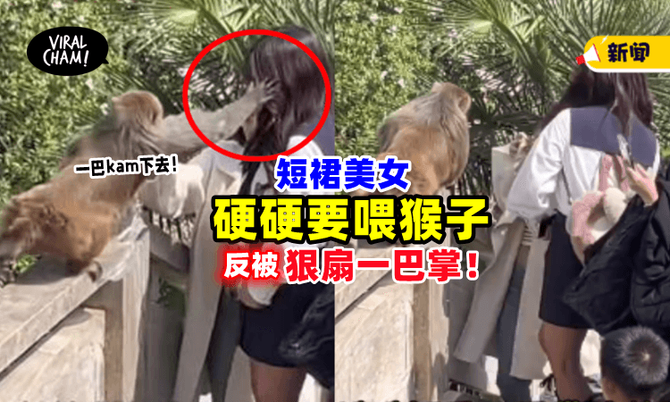 【就是不听劝❗️】景区禁止投食🚫美女「硬硬要喂」遭猴子狠狠扫一巴掌！