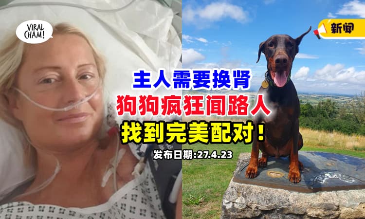 【它从来没放弃过❗】狗狗疯狂『闻路人』竟帮洗肾主人找到完美捐赠者⚡