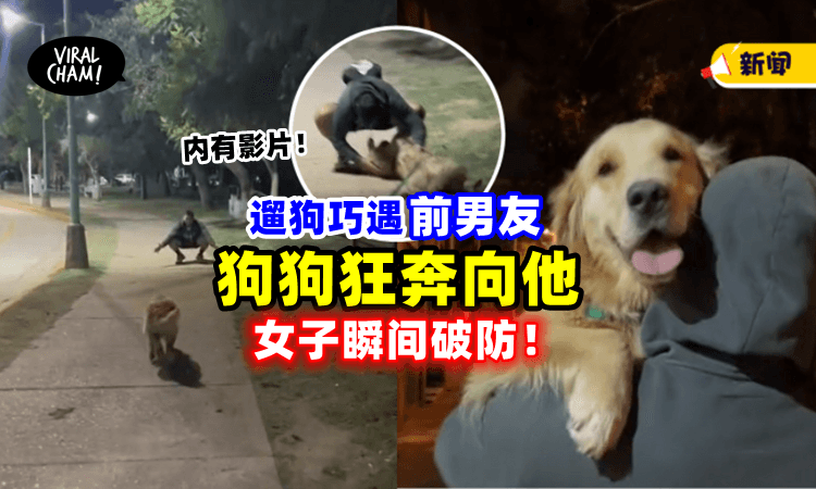 【破防了🥺】女子遛狗「偶遇前男友」狗狗竟狂奔向他, 还翻肚讨摸摸🐶（内有影片）