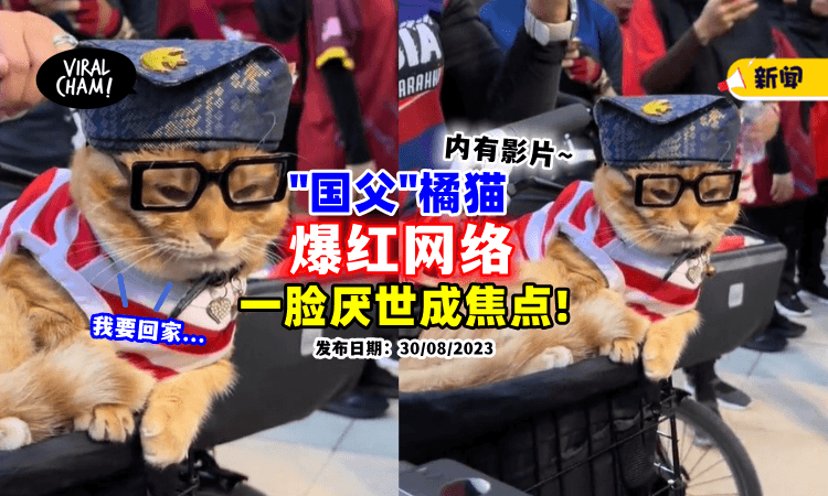 【被迫营业啦❗】橘猫一身「“国父”造型亮相」一脸厌世表情笑翻网民🤣(内有影片)
