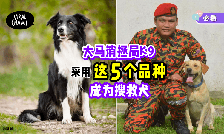 【一起了解赤脚英雄👍】大马消拯局K9采用「这5个品种」训练成为搜救犬🐕
