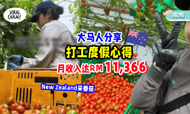 【过来人分享✨】New Zealand打工度假「月收入达RM11,366💰」推荐: 大多数人都能承受