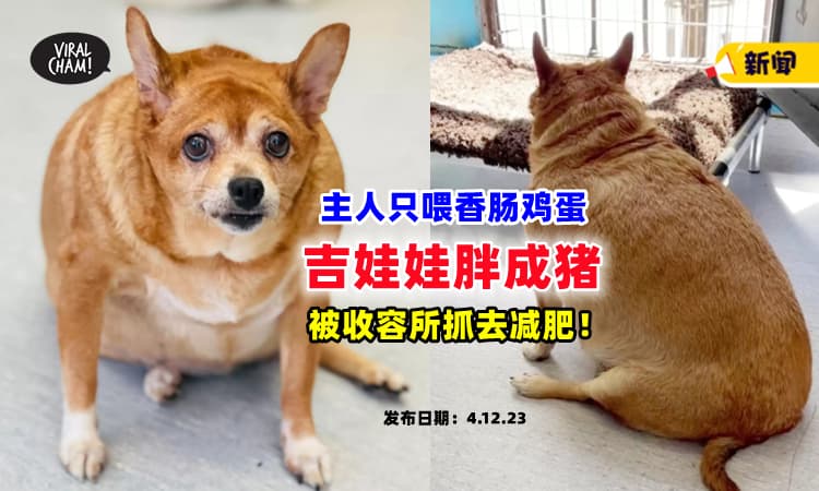 【冤枉~ 肥到❗】主人只喂香肠鸡蛋『吉娃娃胖成猪』被收容所抓去减肥⚡