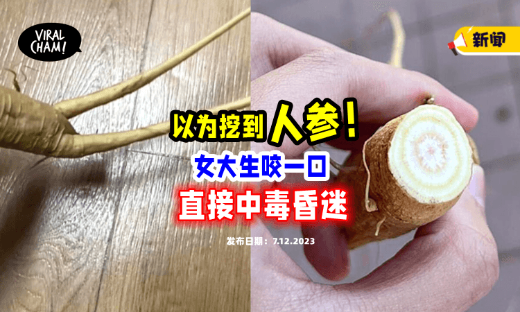 【以为“捡到宝”❗️】校园内挖到「人参」女大生咬一口，中毒昏睡17小时⚡
