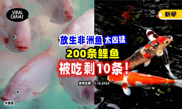 【积德还是缺德❓】大马民众大量「放生非洲鱼」河内200只鲤鱼，被吃剩10只😱
