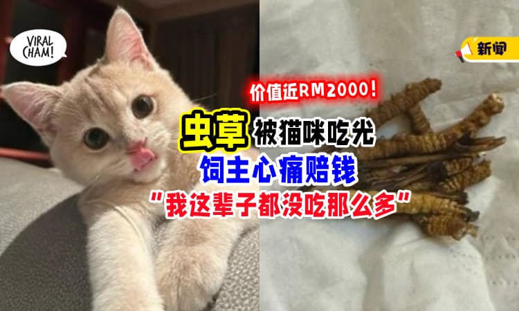 【价值近RM2000💥】超贵重虫草「被猫咪吃光」惨赔钱⚡ 饲主 : 我这辈子都没吃过这么多