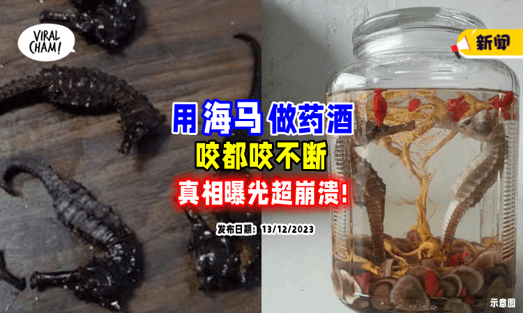 【以为可以补肾❗】男子喝完「海马药酒」发现惊人真相⚡ 崩溃：都喝了两年！
