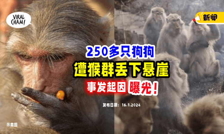 【整村狗被“团灭”😱】250多只狗狗「被猴群甩下悬崖」惨死⚡ 原因竟是这个！
