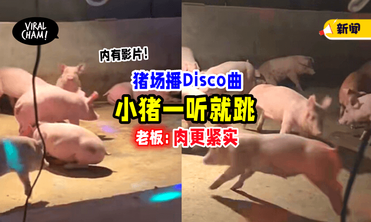 【猪圈变夜店❗️】猪仔们一听Disco曲「自动跳起来🐷」老板：肉更紧实!（内有影片）