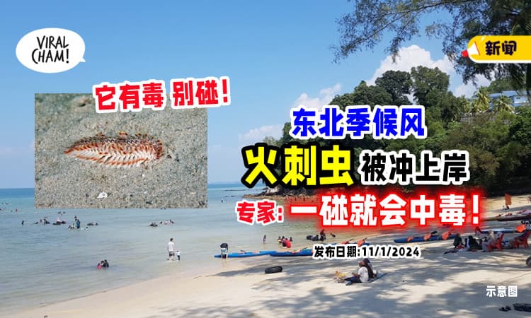 【去海边要注意❗】东北季候风「火刺虫被冲上岸🐛」专家警告 : 它有毒，别碰！