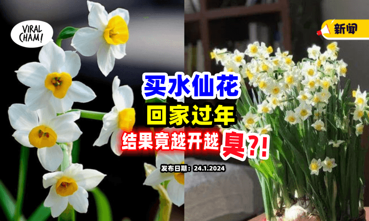 【越开越臭❗️】女子买「水仙花」回家当新年装饰⚡ 结果竟奇臭无比！