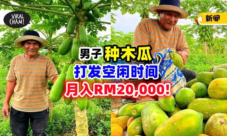 【市场需求太多❗】男子「种木瓜」打发时间⚡ 每月收入高达RM20,000！