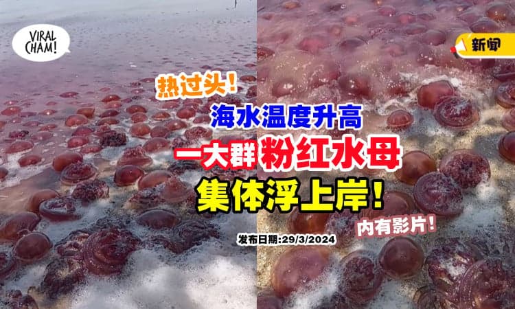 【太热了🔥】海水温度升高🌊 整群「粉红水母」集体浮上岸!（内有影片)