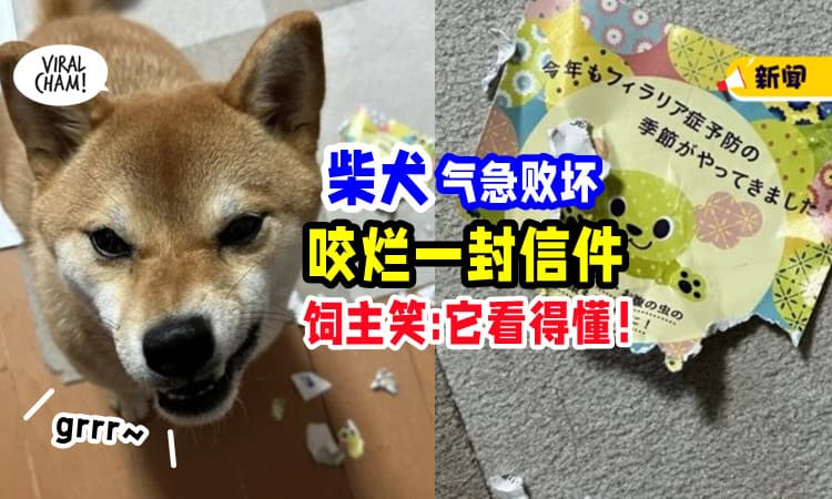 【哭笑不得🤣】柴犬气急败坏「咬烂一封信件✉︎」饲主笑翻 : 它绝对看得懂！
