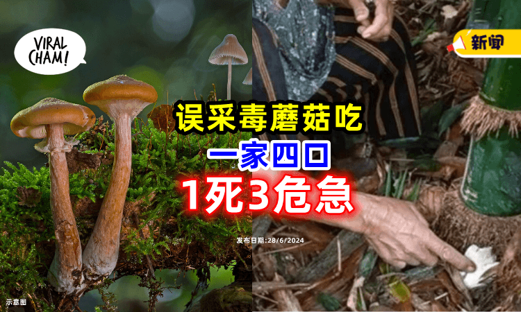 【野生蘑菇别乱吃🍄】一家4口「误食剧毒菇⚡」1人死亡3人情况危急!