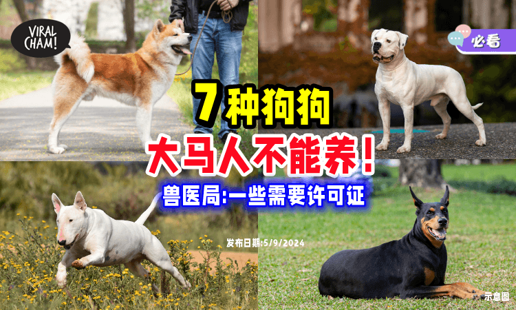 【不是喜欢就能养⚠】这「7种狗狗」在大马不能养🐕 兽医局 : 有些需申请准证